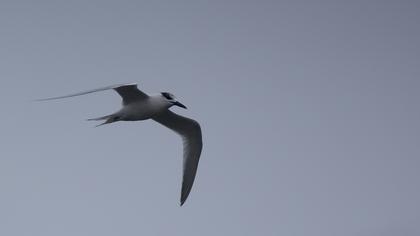 Sandwich Tern