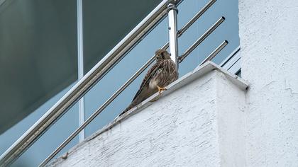 Common Kestrel