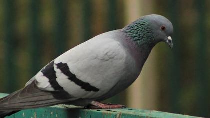 Rock Dove