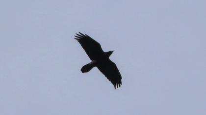 Northern Raven