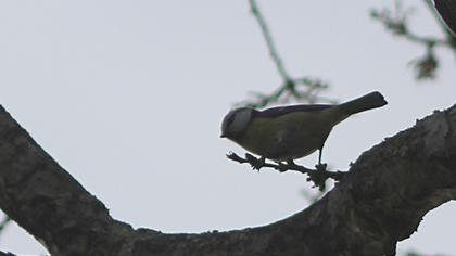Eurasian Blue Tit