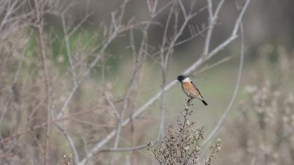 European Stonechat
