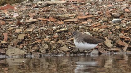 Green Sandpiper