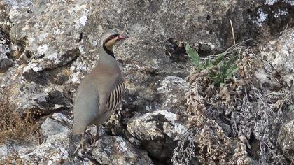 Chukar Partridge