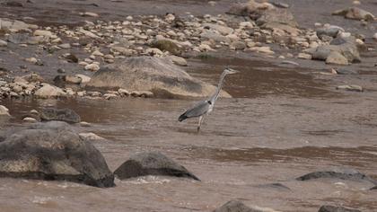 Grey Heron