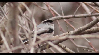 Long-tailed Tit