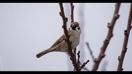 Eurasian Tree Sparrow