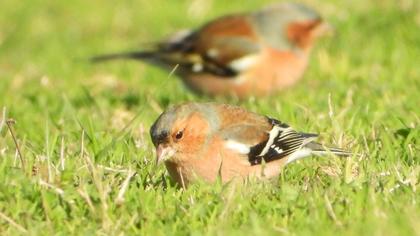 Common Chaffinch