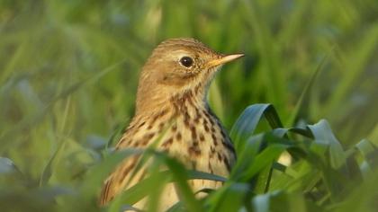 Meadow Pipit