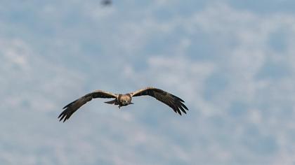 Western Marsh Harrier