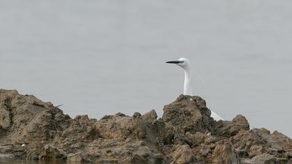 Little Egret
