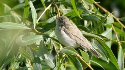 Eastern Olivaceous Warbler