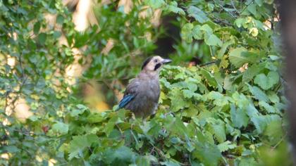 Eurasian Jay