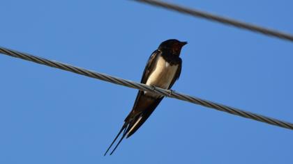 Barn Swallow