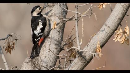 Syrian Woodpecker