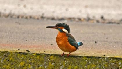 Common Kingfisher