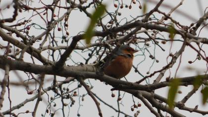 Common Chaffinch
