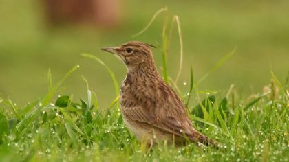Crested Lark