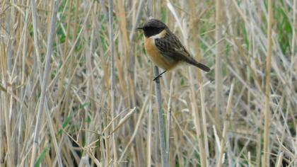 European Stonechat