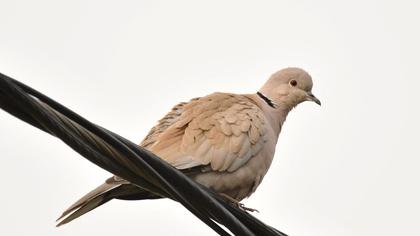 Eurasian Collared Dove