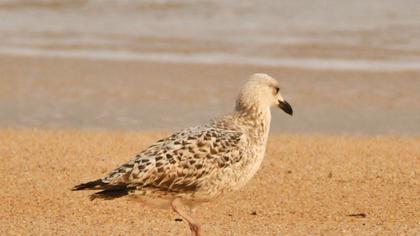 European Herring Gull
