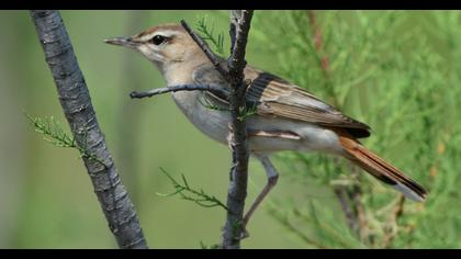Rufous-tailed Scrub Robin