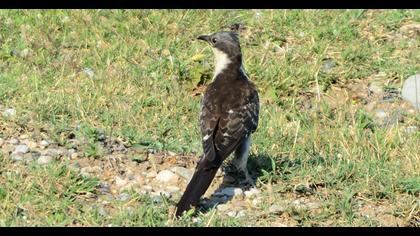 Great Spotted Cuckoo