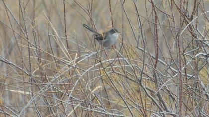 Sardinian Warbler