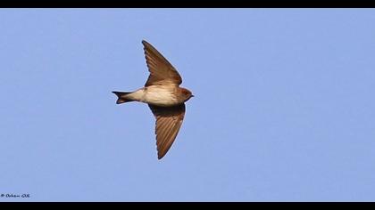 Streaked-throated Swallow