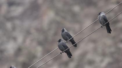 Western Jackdaw