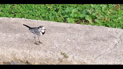 White Wagtail