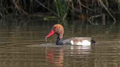Red-crested Pochard