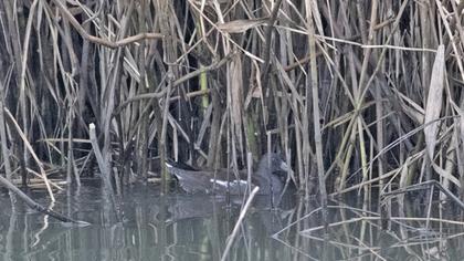 Common Moorhen