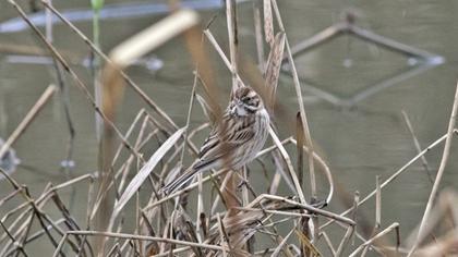 Common Reed Bunting