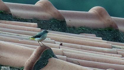 Grey Wagtail