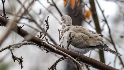 Eurasian Collared Dove