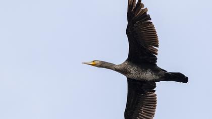 Great Cormorant