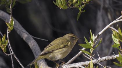 Common Chiffchaff