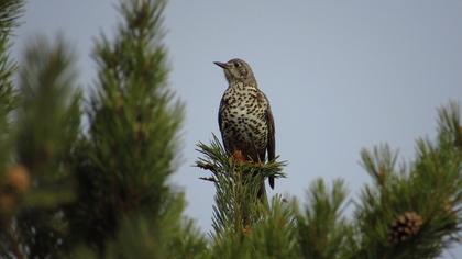 Mistle Thrush