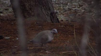 Eurasian Collared Dove
