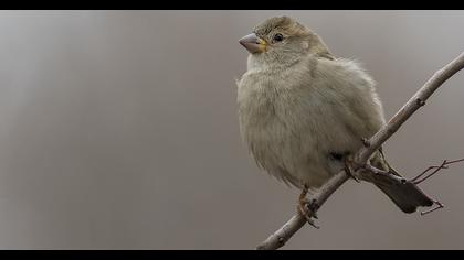 House Sparrow