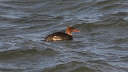 Red-breasted Merganser