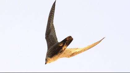 Peregrine Falcon