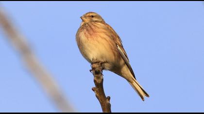 Common Linnet