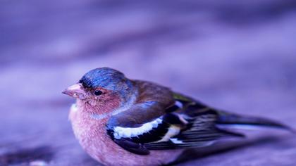 Common Chaffinch