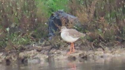 Common Redshank