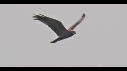 Western Marsh Harrier
