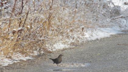 Common Blackbird