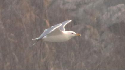 Caspian Gull
