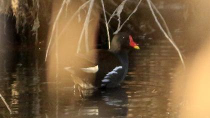 Common Moorhen